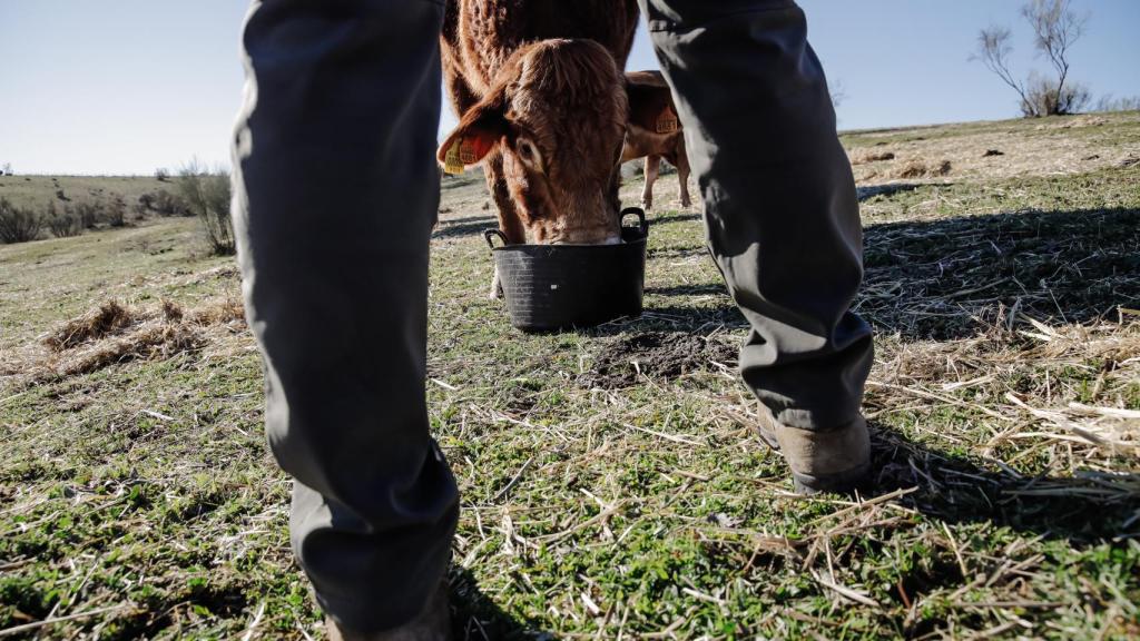 Un ganadero y una vaca, en una finca en Colmenar Viejo.
